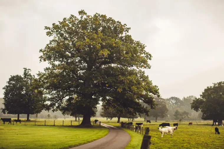 Great oak tree beside a winding drive across parkland at Wasing Park, Berkshire