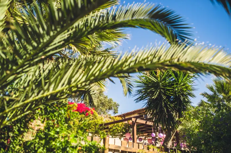 Palm fronds and bright bougainvillea in the gardens of Vasilias Nikoklis Inn
