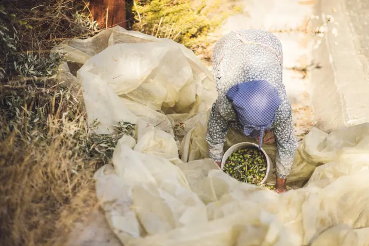 Elderly woman in a headscarf gathering produce into a bowl from a sheet