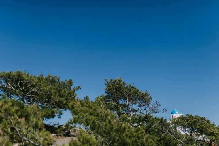 Pine trees against a cloudless blue sky with a small blue dome beyond