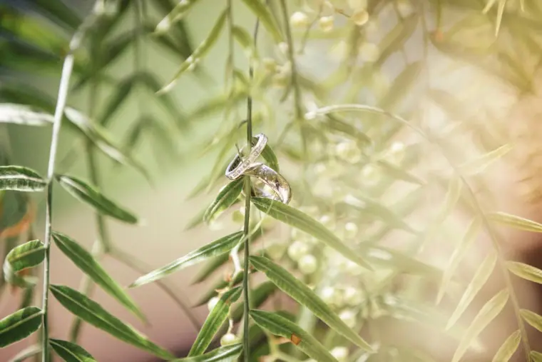 Wedding rings hanging from the slender leaves of a tree