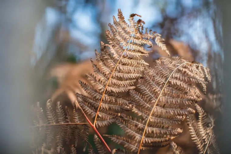 Close-up of golden autumn bracken in the New Forest