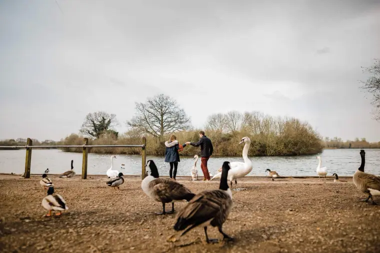 Couple walking among geese and swans at the water's edge