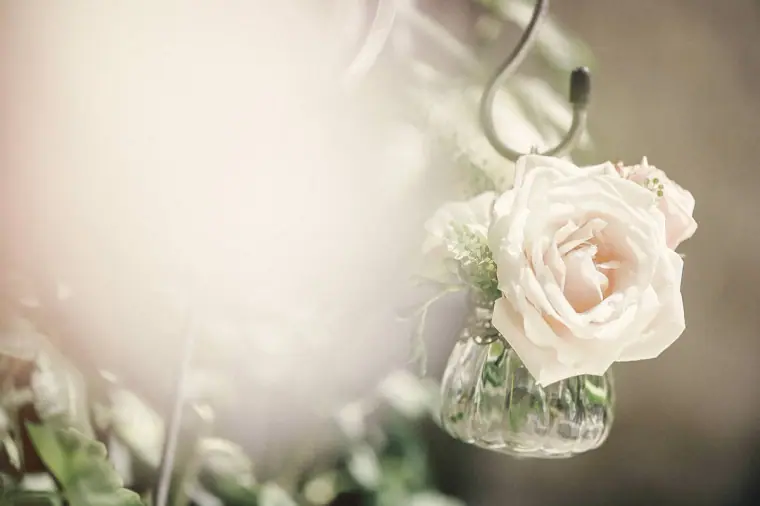 Blush rose in a small hanging glass vase