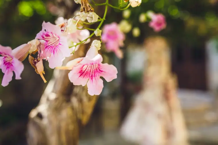 Floral wedding gown hanging in the courtyard, glimpsed through pink blossom
