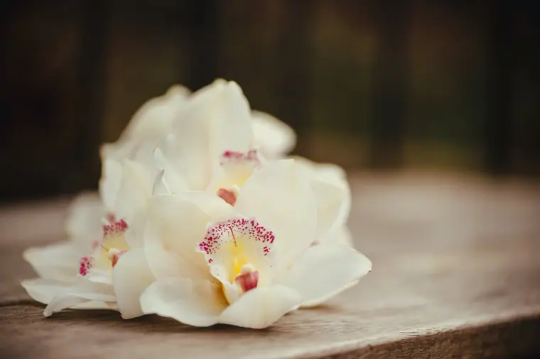 White cymbidium orchids resting on a wooden table