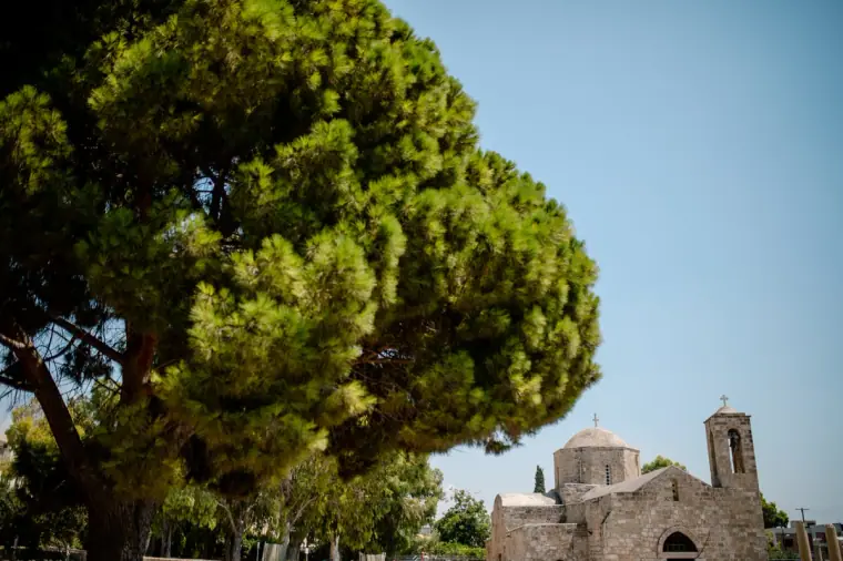 Ancient stone church of Ayia Kyriaki beneath a large pine tree, Paphos
