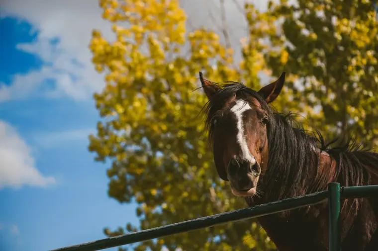 Chestnut horse looking over a fence beneath autumn leaves at Lexeko Estate