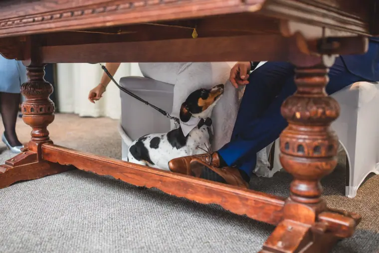 Beagle peeping out from under a carved wooden table during the ceremony