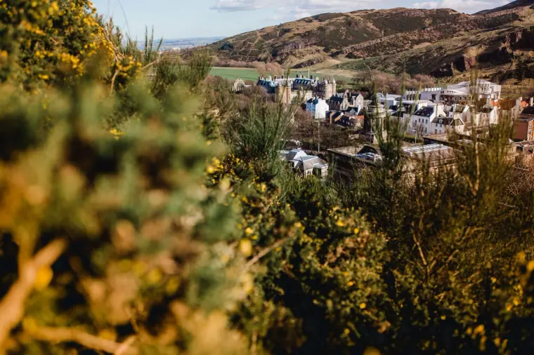 Arthur's Seat beyond yellow gorse and city houses, seen from Calton Hill