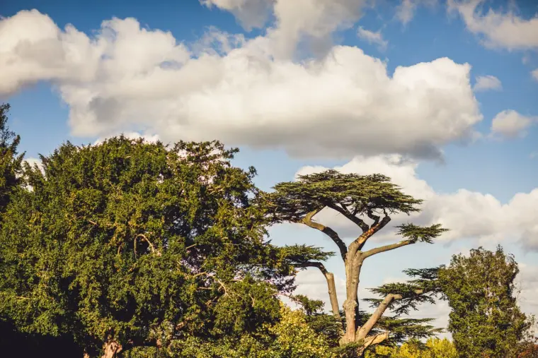 Cedar and yew trees beneath billowing clouds at Wasing Park