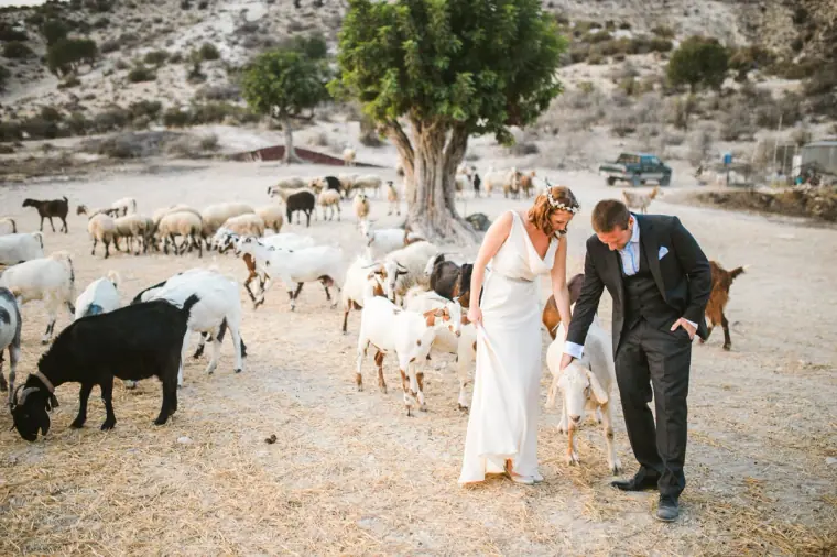 Groom bending to stroke a goat as the bride laughs among the herd