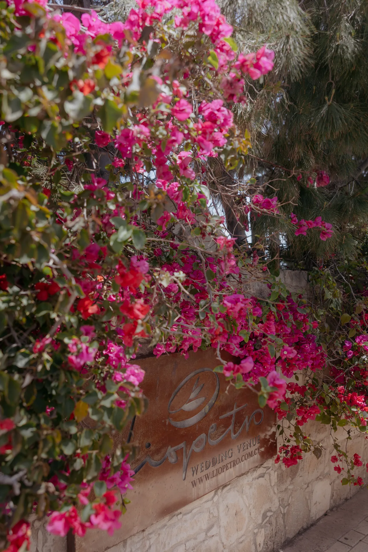 Liopetro sign on a stone wall almost hidden by pink bougainvillea, Kouklia